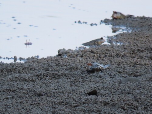 Atlantic Mudskipper