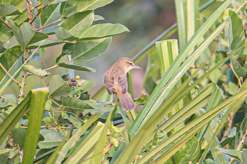 Clamorous Reed Warbler