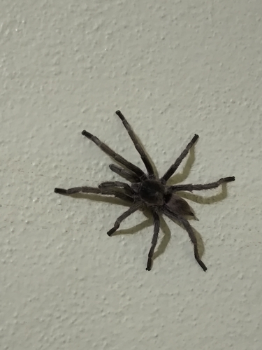 Exilis Bronze Tarantula