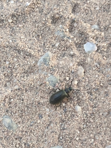 Hairy Darkling Beetle
