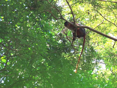 Temminck's Bay Colobus