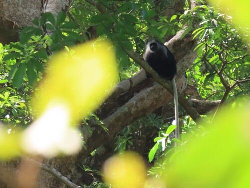 King Colobus