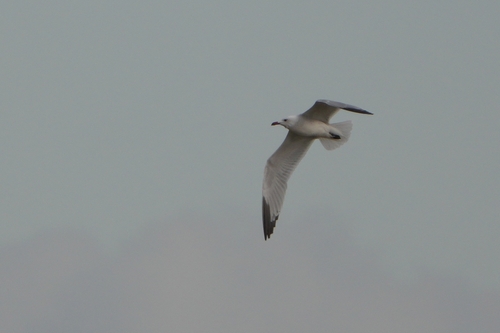 Avistamiento Gaviota de Audouin