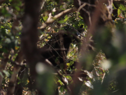 West African Chimpanzee
