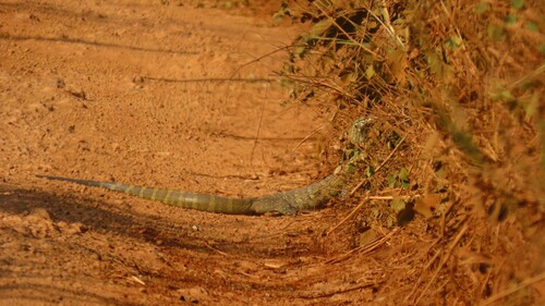 Nile Monitor