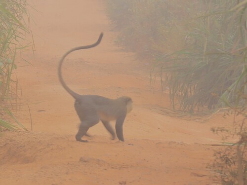 Campbell's Monkey