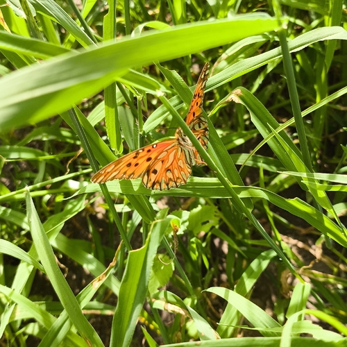 Gulf Fritillary