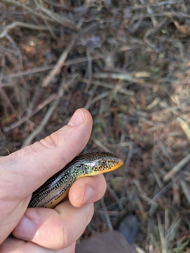 Eastern Glass Lizard observed by matt_sieja