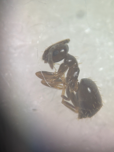 Brachymyrmex musculus