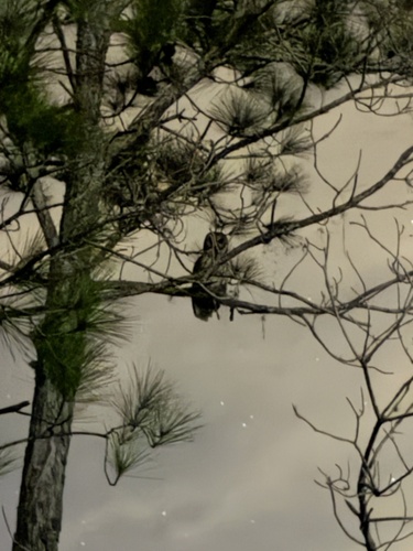 View observation of {o.common_name} on iNaturalist