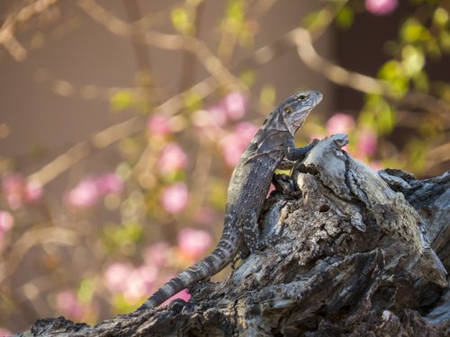 Cape Spiny-tailed Iguana