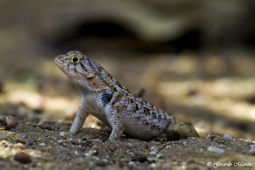 Baja California Spiny Lizard