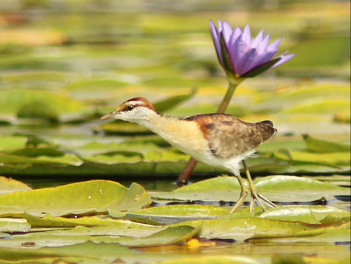 Lesser Jacana