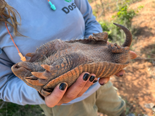 Cerrado Naked-tailed Armadillo