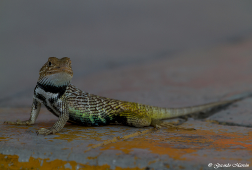Baja California Spiny Lizard