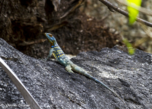 Baja California Rock Lizard