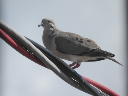 Eared Dove