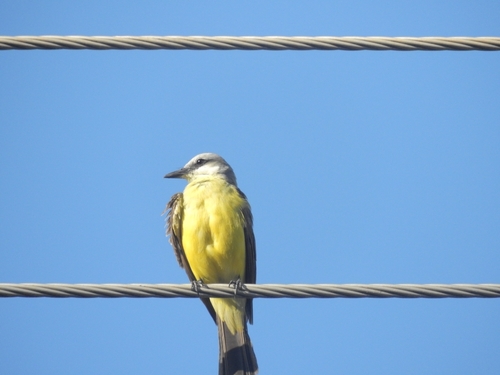 White-throated Kingbird