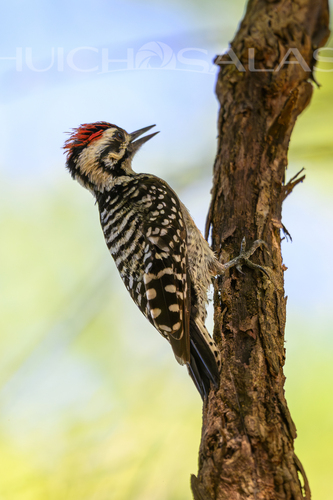 Ladder-backed Woodpecker