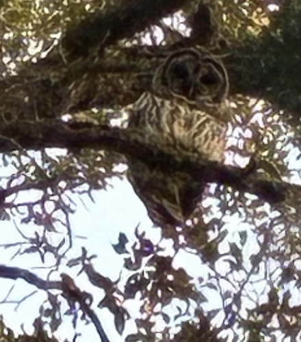 View observation of {o.common_name} on iNaturalist