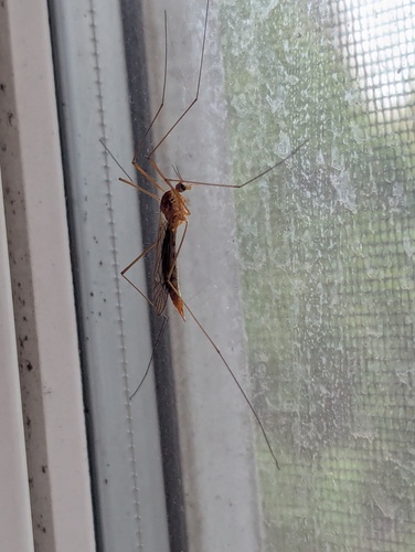 Unknown species found near Northeast Philadelphia, Philadelphia, PA, USA