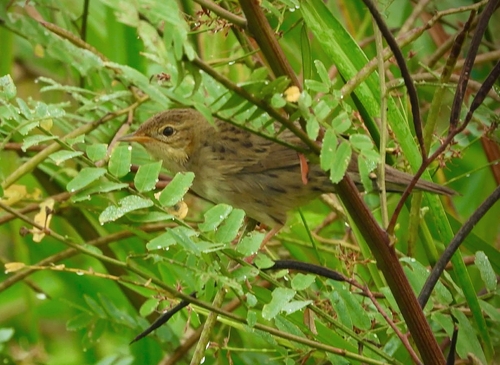 Common Grasshopper Warbler