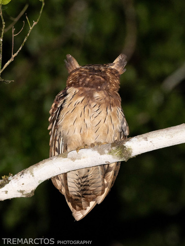 Maned Owl