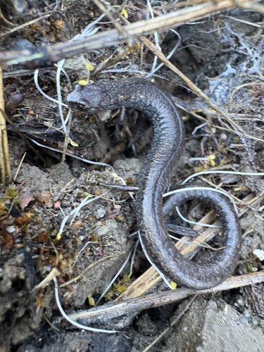 iNaturalist observation photo of California Slender Salamander