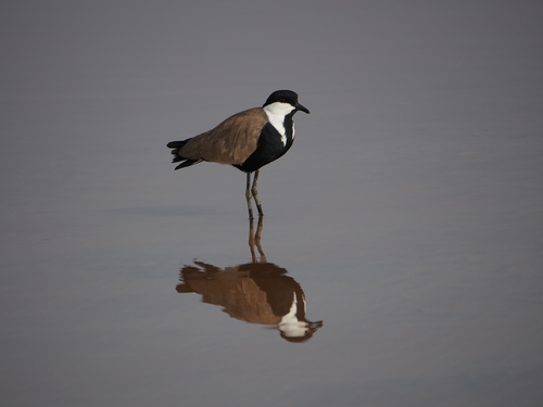 Spur-winged Lapwing