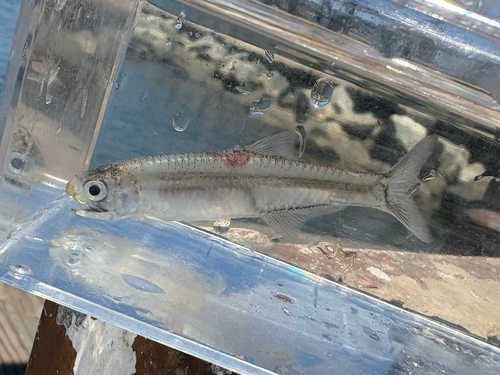 Anchoa delicatissima