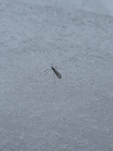 Unknown species found near Fall Creek, WI, US