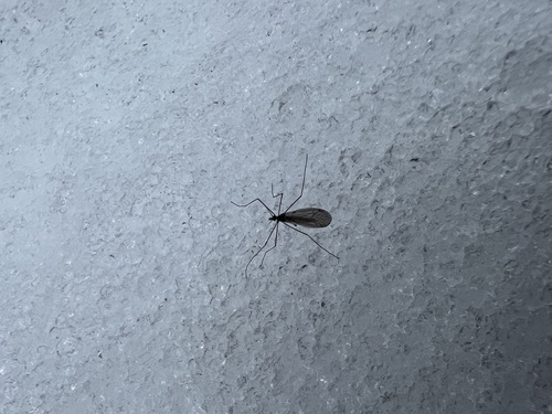 Unknown species found near Fall Creek, WI, US