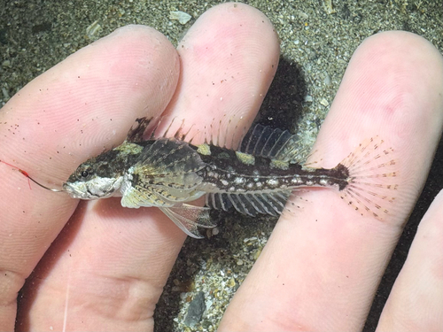 Clinocottus acuticeps (Gilbert, 1896)