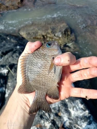 Mexican Nightsergeant (Abudefduf declivifrons)
