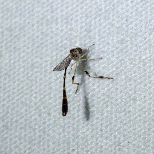 Unknown species found near Meadow Creek Dr, Austin, TX, USA