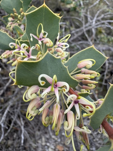 Harsh Hakea