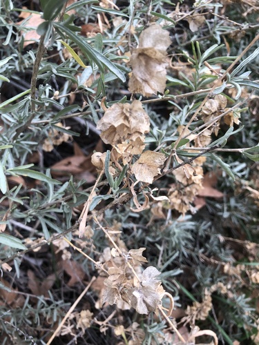 iNaturalist observation 2026-01-07