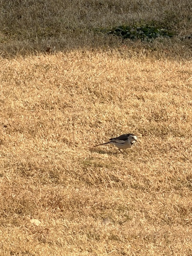 White Wagtail