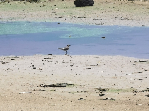 Madagascar Pratincole