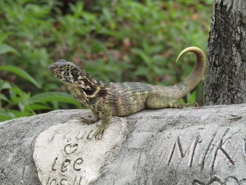 Northern Curly-tailed Lizard