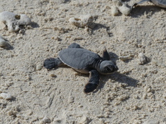 Green Sea Turtle