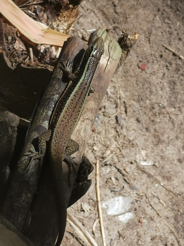 Madagascar Girdled Lizard