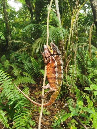 Panther Chameleon