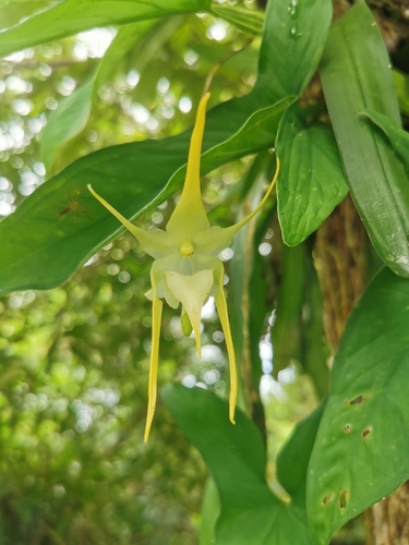 Aeranthes grandiflora