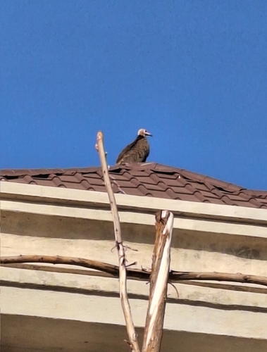 Hooded Vulture