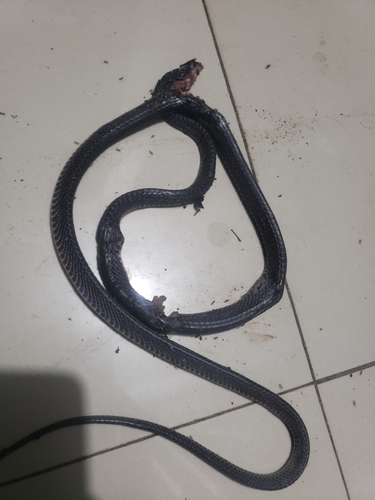 Western Forest File Snake