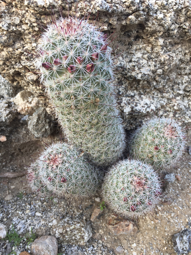 Peninsular fishhook cactus