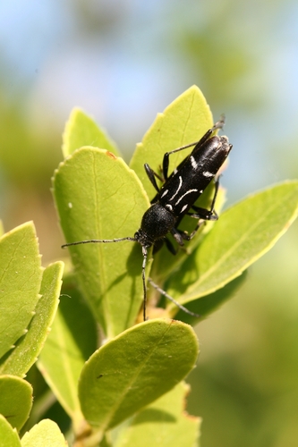 Chlorophorus dinae