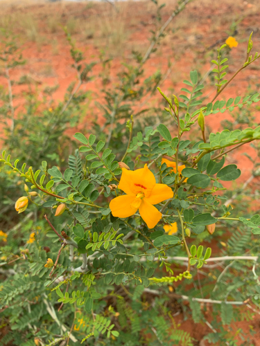 Cassia Butterfly Bush