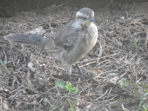 Chalk-browed Mockingbird